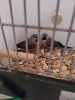 Spitsstaartamadine, Dieren en Toebehoren, Vogels | Overige Vogels, Meerdere dieren, Tropenvogel, Geringd