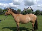 Sterke 10 jarige D-pony, Dieren en Toebehoren, 7 tot 10 jaar, Recreatiepony, D pony (1.37m tot 1.48m), Merrie