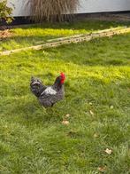 Amrock haan, Dieren en Toebehoren, Pluimvee, Mannelijk, Kip