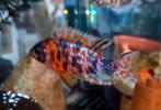 Aulonocara Red Blotched Multicolor Malawi Cichliden, Vis