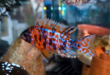 Aulonocara Red Blotched Multicolor Malawi Cichliden beschikbaar voor biedingen