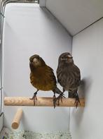 Te koop mooie koppels kleurkanaries van 2025, Meerdere dieren, Kleurkanarie