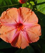 Zalmkleur nachtschone (mirabilis), Verzenden, Voorjaar, Volle zon, Zaad