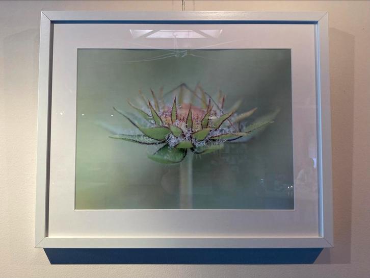 Ingelijste Foto's Bloemen en Vlinders, Antiek en Kunst, Kunst | Tekeningen en Foto's, Ophalen of Verzenden