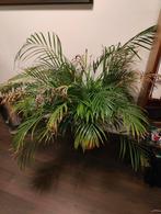 Large plant with pot, Huis en Inrichting, Kamerplanten, Ophalen, 100 tot 150 cm, Palm, Halfschaduw