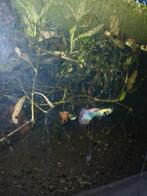 Guppen aquarium vissen, Dieren en Toebehoren, Vis