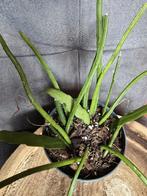 Hangplant mix stekjes, Ophalen, Overige soorten, Minder dan 100 cm