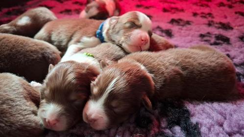 Verwachten dit voorjaar Australian Shepherd pups, Dieren en Toebehoren, Honden | Herdershonden en Veedrijvers, Meerdere dieren