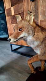 Taxidermie opgezette Franse vos., Verzamelen, Dierenverzamelingen, Ophalen of Verzenden, Zo goed als nieuw, Opgezet dier