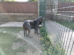 Mastino Napoletano, Dieren en Toebehoren, Honden | Bulldogs, Pinschers en Molossers, Particulier, Rabiës (hondsdolheid), 15 weken tot 1 jaar