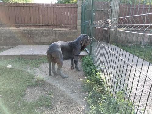 Mastino Napoletano, Dieren en Toebehoren, Honden | Bulldogs, Pinschers en Molossers, Teef, Overige rassen, Particulier, Eén hond