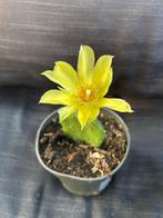 Opuntia Humifusa, Ophalen of Verzenden, Zomer, Overige soorten, Volle zon