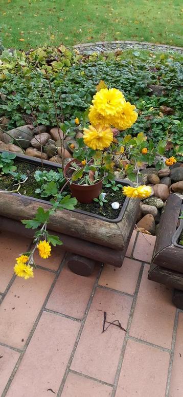 🌼HERFST ASTER FASTE PLANT beschikbaar voor biedingen