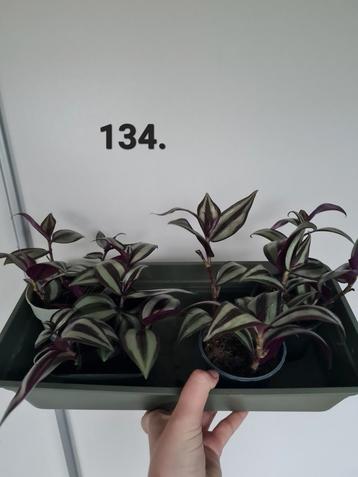 Tradescantia plantjes beschikbaar voor biedingen
