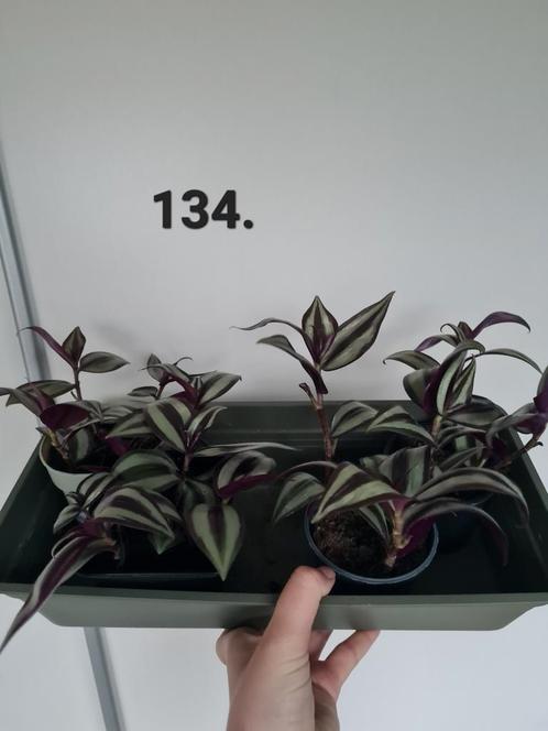 Tradescantia plantjes, Huis en Inrichting, Kamerplanten, Overige soorten, Minder dan 100 cm, Ophalen of Verzenden