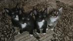 Kittens, Meerdere dieren, Met stamboom, 0 tot 2 jaar