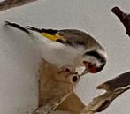Te koop majoor putter man 2025, Dieren en Toebehoren, Vogels | Overige Vogels, Mannelijk, Wildzangvogel