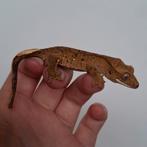 Prachtige superdalmatian wimpergekko/crested gecko, Dieren en Toebehoren, Hagedis, 0 tot 2 jaar