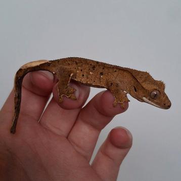 Prachtige superdalmatian wimpergekko/crested gecko beschikbaar voor biedingen