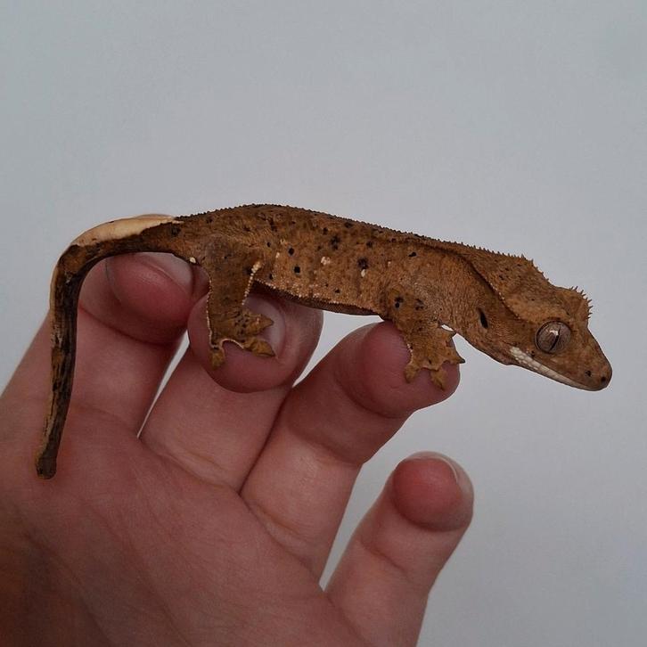 Prachtige superdalmatian wimpergekko/crested gecko, Dieren en Toebehoren, Reptielen en Amfibieën, Hagedis, 0 tot 2 jaar