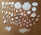 Schelpen verzameling, Verzenden, Schelp(en)