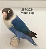 Agapornis personata poppen met dna, violet en Dblauw, Dieren en Toebehoren, Vrouwelijk, Dwergpapegaai of Agapornis, Geringd