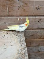 Valkparkiet bonte man, Dieren en Toebehoren, Vogels | Parkieten en Papegaaien, Mannelijk, Parkiet, Tam