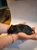 Halfwas ratjes 8 weken oud, Dieren en Toebehoren, Knaagdieren, Meerdere dieren, Rat, Tam
