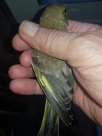 Groenlingen Wildkleur, Meerdere dieren, Wildzangvogel, Geringd