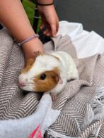 Cavia mannetje, Dieren en Toebehoren, Mannelijk, Cavia, Voor 1 juli 2024