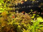 Combinatiepakket (3) aquariumplanten met gratis advies, Ophalen of Verzenden, Zo goed als nieuw, Plant(en), Steen of Hout