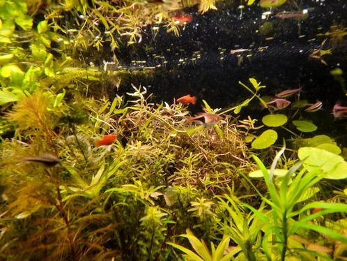 Combinatiepakket (3) aquariumplanten met gratis advies, Dieren en Toebehoren, Vissen | Aquaria en Toebehoren, Zo goed als nieuw