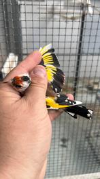Kleine putter Anatolia Kweek Man, Dieren en Toebehoren, Vogels | Overige Vogels, Mannelijk, Wildzangvogel, Geringd