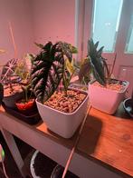 Alocasia Sinuata op lechuza pon 2 stuks, Ophalen, Overige soorten, Minder dan 100 cm