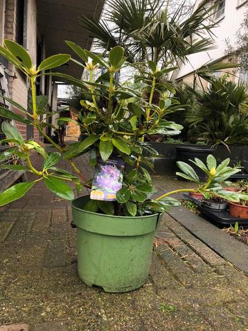 Tekoop aangeboden meerdere soorten Rhododendron