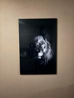 Plexiglas schilderij leeuw 80x120, Ophalen, 50 tot 75 cm, Zo goed als nieuw, Schilderij