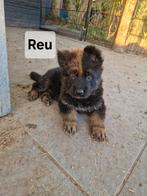Langharige Duitse herder puppy oudduits ouders ED vrij HD A, Dieren en Toebehoren, Nederland, Rabiës (hondsdolheid), 8 tot 15 weken