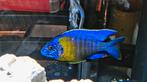 Aulonocara Maulana Malawi Cichliden, Vis, Zoetwatervis