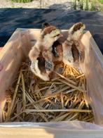 3 kuikens, Dieren en Toebehoren, Pluimvee
