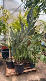 Strelitzia reginae zonder bloem 180cm pot 40cm, Ophalen, Overige soorten, 150 tot 200 cm