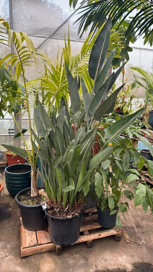 Strelitzia reginae zonder bloem 180cm pot 40cm, Huis en Inrichting, Kamerplanten, Overige soorten, 150 tot 200 cm, Ophalen