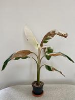 Zeer grote bananenplant Variegata, Ophalen of Verzenden, Halfschaduw, Minder dan 100 cm