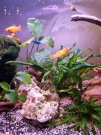 Golden molly, Dieren en Toebehoren, Vissen | Aquariumvissen, Vis, Zoetwatervis