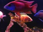 Te koop cichliden, Dieren en Toebehoren, Vissen | Aquariumvissen, Vis, Zoetwatervis