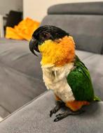 Lieve zwartkopcaique met kooi en toebehoren, Mannelijk, Papegaai, Tam