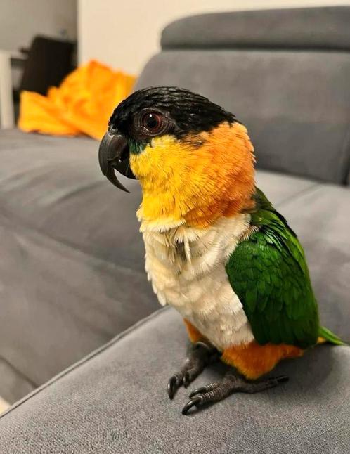 Lieve zwartkopcaique met kooi en toebehoren, Dieren en Toebehoren, Vogels | Parkieten en Papegaaien, Papegaai, Mannelijk, Tam