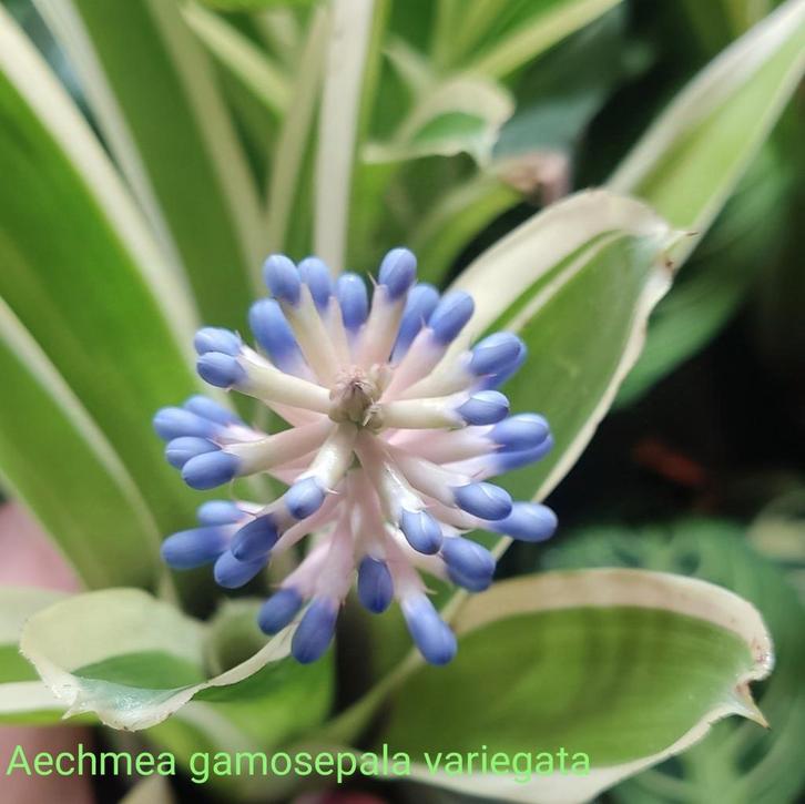 Bijzondere Aechmea's, ook kleine soorten, Huis en Inrichting, Kamerplanten, Minder dan 100 cm, Halfschaduw, In pot, Ophalen of Verzenden