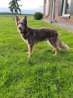 Herplaatsing, Rabiës (hondsdolheid), 1 tot 2 jaar, Teef, Eén hond