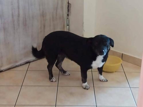 Dona uit Griekenland, Dieren en Toebehoren, Honden | Chihuahua's en Gezelschapshonden, Teef, Overige rassen, Particulier, Eén hond