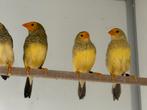 Pastel binsenastrilde - Neochmia ruficauda, Dieren en Toebehoren, Meerdere dieren, Tropenvogel, Geringd